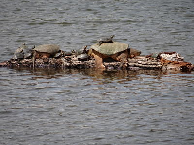 Picture: Turtles in Class on a Sunny Day by Harvey Bartz