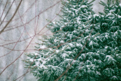 Picture:  Snowy Pines with Snow Falling by Davin Brandt