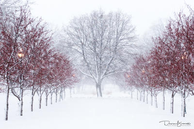 Picture:  Winter shot of Tree Lane by Davin Brandt