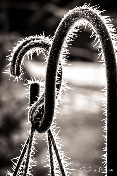 Picture:  Winter Crystals by Davin Brandt