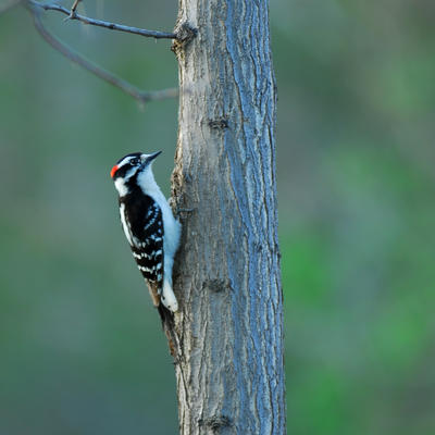 Picture:  Woodpecker by Dave Britton