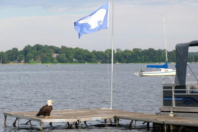 Picture:  Bald Eagle on the Dock by Paul Ackerman