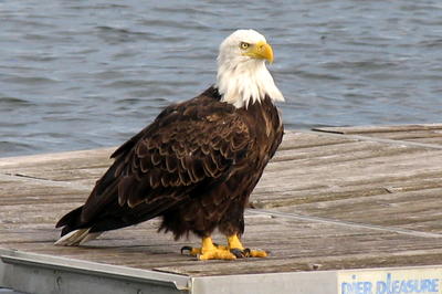Picture:  Bald Eagle Close Up on the Dock by Paul Ackerman