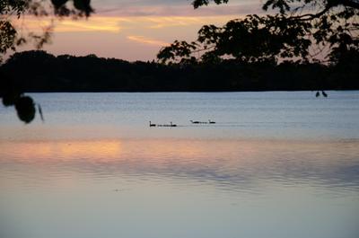 Picture:  Ducks Swimming in the Water by Dave Britton