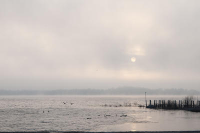 Picture:  Foggy Morning with Geese by Rachel Cain