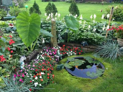 Picture:  Pond View by Thomas Waldvogel