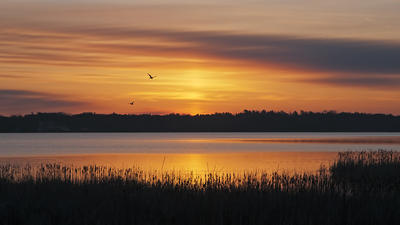 Picture:  Sunrise with Geese by Rachel Cain