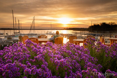 Purple Flowers at the Boatworks by Davin Brandt