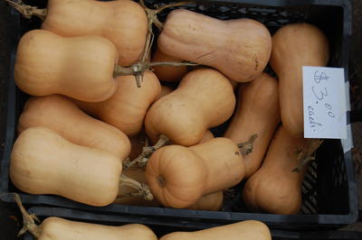Squash