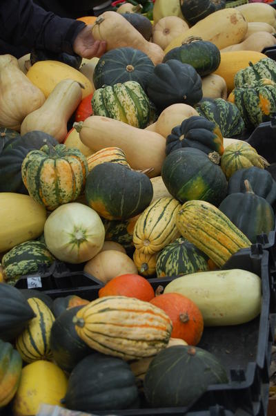 Variety squash